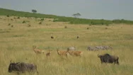 Aerial: Wild Animals In African Safari Stock Footage