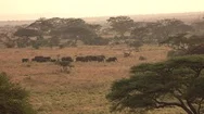 Aerial: Wild Elephant Family Passing Savanna Wilderness At Golden Light Evening Stock Footage