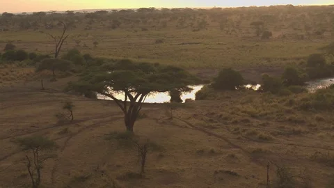 AERIAL: Wild hippos bathing in muddy waterhole river in Africa at golden sunrise Stock Footage 71374792