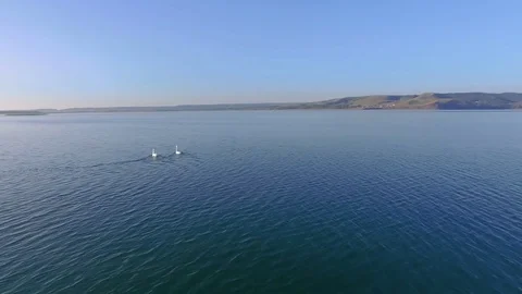 AERIAL: Wild swans swim away, frightened... | Stock Video | Pond5