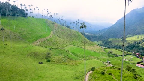 Aerial Winding Path Through Tall Palms in Valle de Cocora Stock Footage 331410963