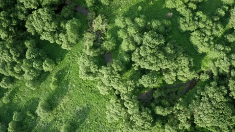 Aerial winding river flowing through forest in national park. Untouched nature Stock Footage 133280591