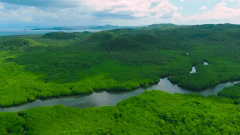 Aerial winding river flows through dense green mangrove forests. Distant hills Stock Footage 321401818