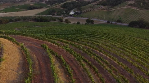 Aerial Wine Grapes Napa 2 Stock Footage 54798853