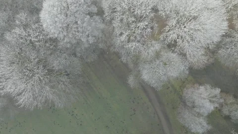Aerial Winter Drone Top Down View of Frozen Trees Stock Footage 332691940