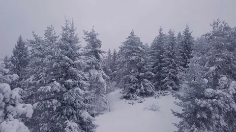 Aerial winter flight between snowy trees in forest rural country Video stock 84180164