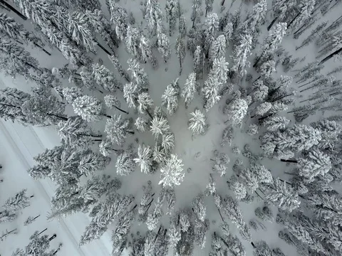 Aerial winter forest and trees. Colorado, Oregon Stock Footage 75667077