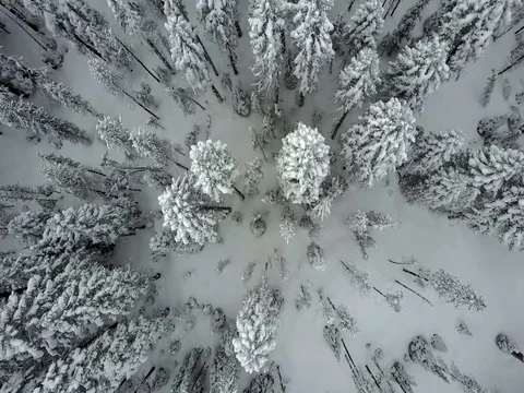 Aerial winter forest and trees. Colorado, Oregon Stock Footage 75667079