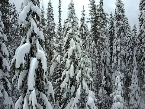 Aerial winter forest and trees. Colorado, Oregon Stock Footage 75667100