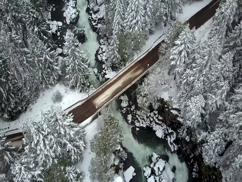 Aerial winter forest and trees. Colorado, Oregon Stock Footage 75667104