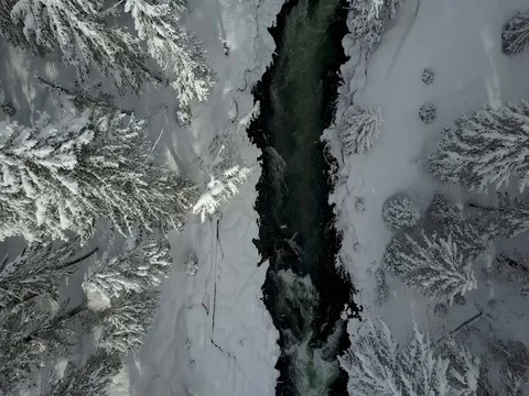 Aerial winter forest and trees. Colorado, Oregon Stock Footage 75667105