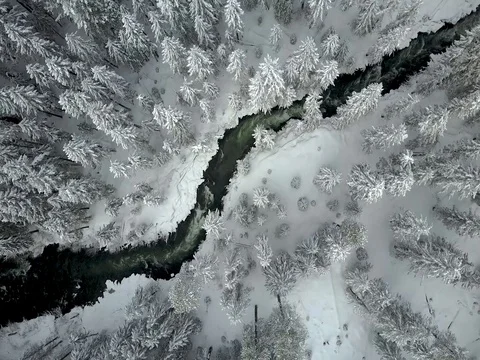 Aerial winter forest and trees. Colorado, Oregon Stock Footage 75667120