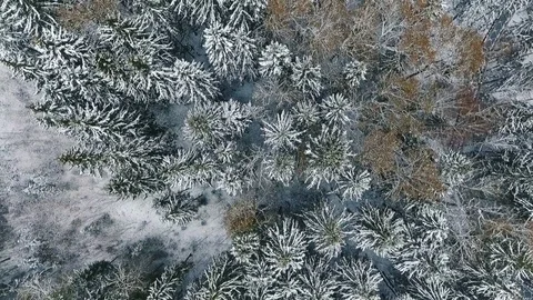 Aerial Of Winter Forest Array From Above Stock Footage 72339039