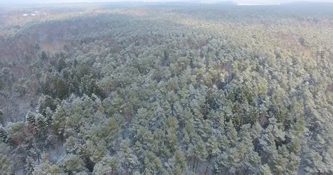 AERIAL: the winter forest. Coniferous tree tops. Vertical landing. Stock-Footage 86077435