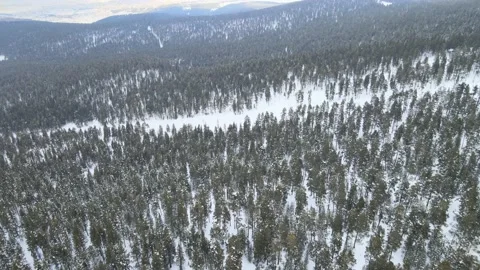 Aerial winter forest Stock Footage 170007518
