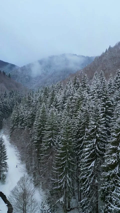 Aerial winter forest with snowy pine trees and lone skier trail Stock Footage 326447775