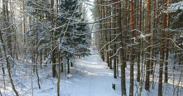 AERIAL: the winter forest trail. Vertical rise - 003 스톡 동영상 86078567