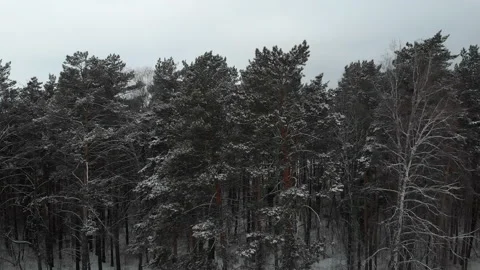 Aerial winter landscape with pine trees of snow covered forest in cold weather Stock Footage 172464038