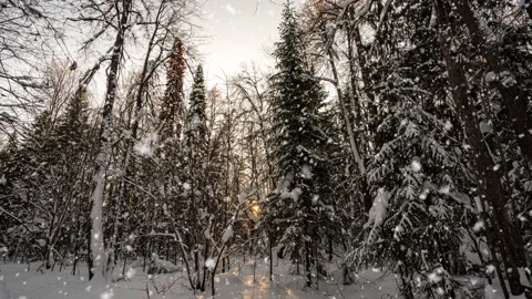 Aerial winter landscape with pine trees of snow covered forest in cold mountains Stock Footage 228133923