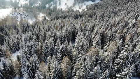 An aerial winter landscape with pine trees covered with snow in a spruce forest Vidéo 235556194