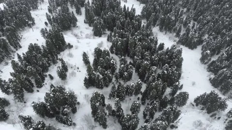 Aerial winter landscape with pine trees covered with snow in spruce forest 库存影片 237819726