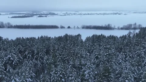 Aerial winter pine forest and frozen fields near a Belarus village Stock Footage 329928050