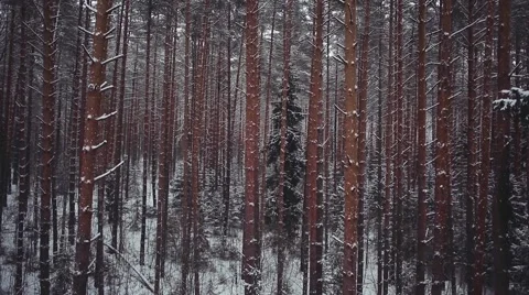 AERIAL: Winter pine forest Stock Footage 58892242