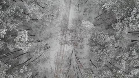 Aerial winter pine forest Stock Footage 310061827