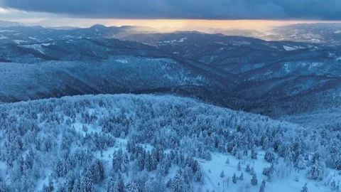 Aerial Winter Pine Forest Sunset View Stock Footage 336278217