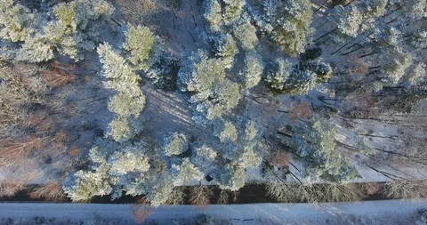 AERIAL: the winter road through the forest. Vertical rise. Vídeo Stock 86079196