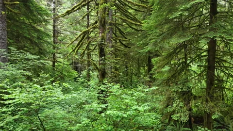 Aerial Within a Lush Oregon Forest Stock Footage 338148418