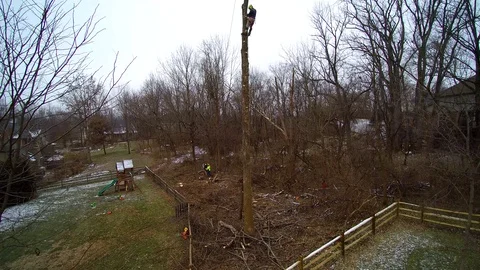 Aerial of worker high in tree removes top of tree Stock Footage 99605178
