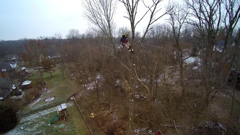 Aerial of worker high in tree removing branches using chain saw Stock Footage 99606187