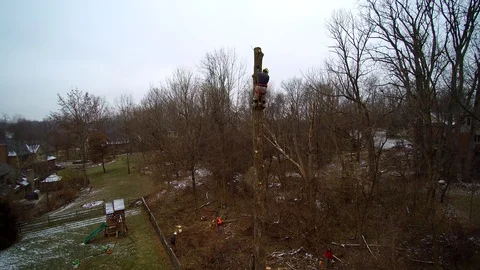 Aerial of worker high in tree using chain saw Stock Footage 99605976