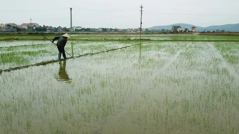 Aerial worker man conical hat treats rice field water sprouted plantation Asia   Stock Footage 107030410