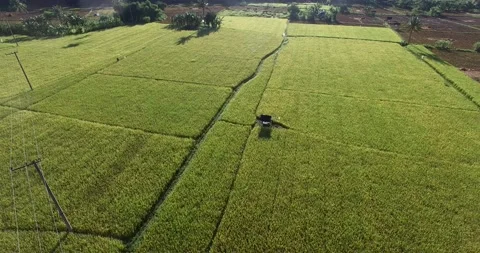 Aerial Yellow Paddy Stock Footage 149944636