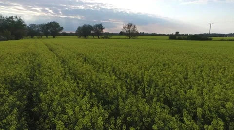 AERIAL: Yellow Rape Field Stock Footage 61694414