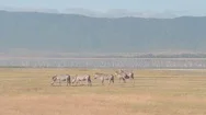 Aerial: Zebras Pasturing On Grassland Near Flamingoes Swimming In Lake Magadi Stock Footage