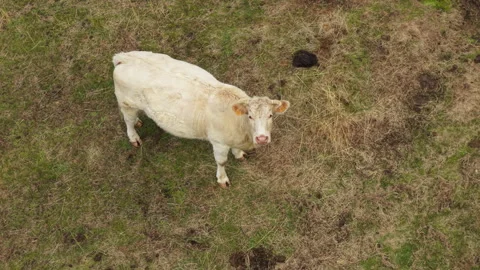 Aerial zenithal top-down view of a single white charolais cow Stock Footage 348104627
