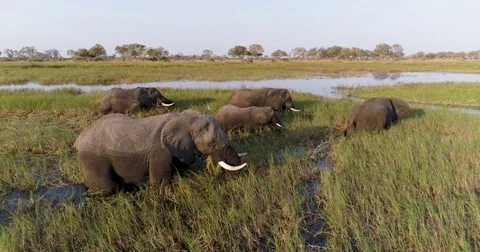 Aerial zoom out view of five elephants feeding in a river with tourist boat Stock Footage 85286430