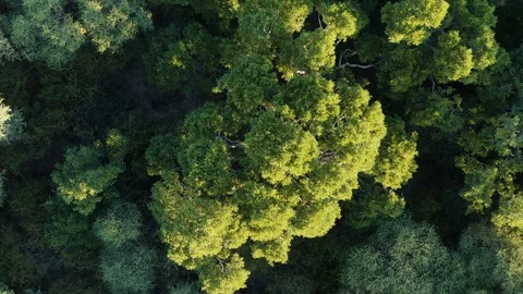 Aerial zoom out view of a tree top forest canopy Video stock 107225546