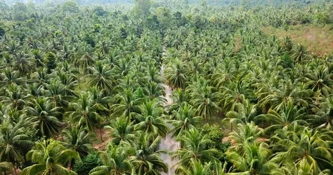 AERIAL:Asphalt road over fields of palm tree Stock Footage 86552957