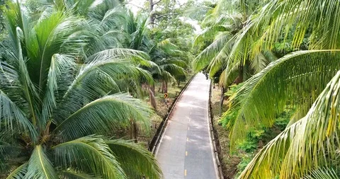 AERIAL:Asphalt road over fields of palm tree Stockbeeldmateriaal 86553030