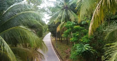 AERIAL:Asphalt road over fields of palm tree Stock Footage 86553053