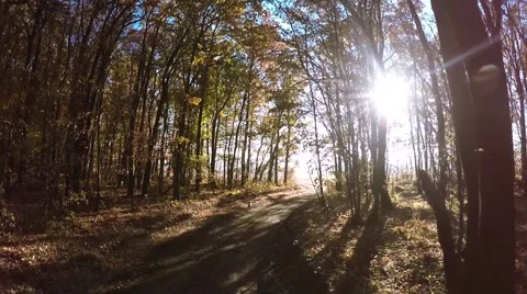 Aerial:flight through the forest Video stock 56568453