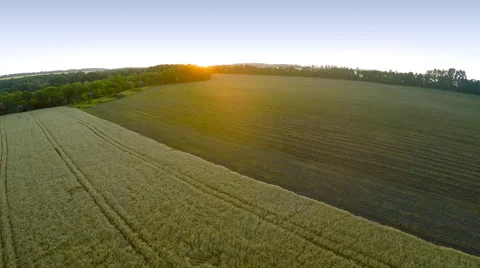 AERIAL:flying over the wheat fields Stock-Footage 52720789