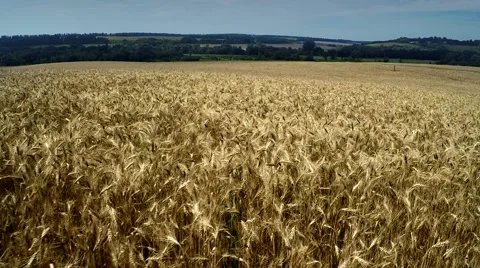 AERIAL:flying over the wheat fields 스톡 동영상 52955599