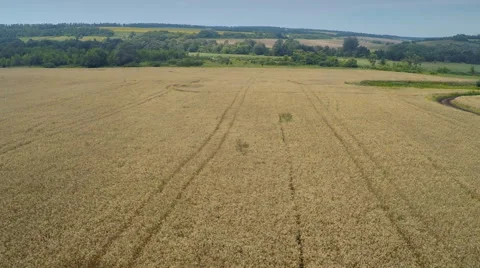 AERIAL:flying over the wheat fields Stockbeeldmateriaal 52955758