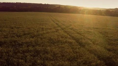 AERIAL:flying over the wheat fields Stock-Footage 53189263