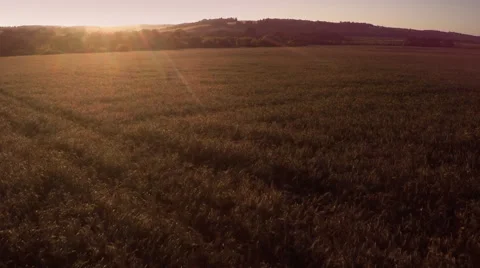 AERIAL:flying over the wheat fields Video stock 53189272